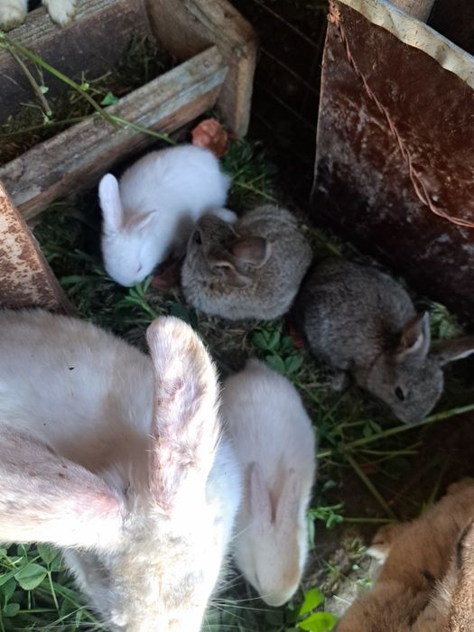 Кролики домашние животные