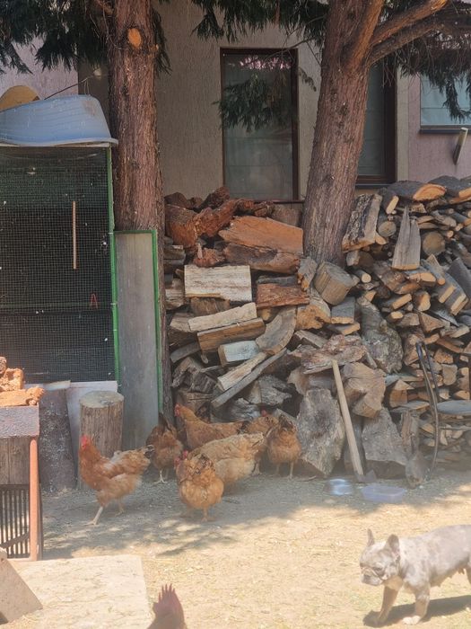 Vand gaini de rasa plaimut si hampshire