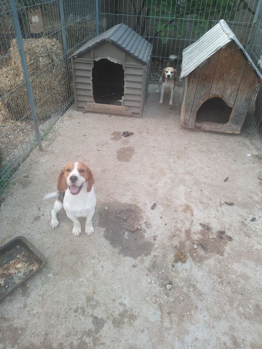Pereche câini beegal