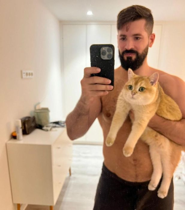 Британские золотые шиншиллы