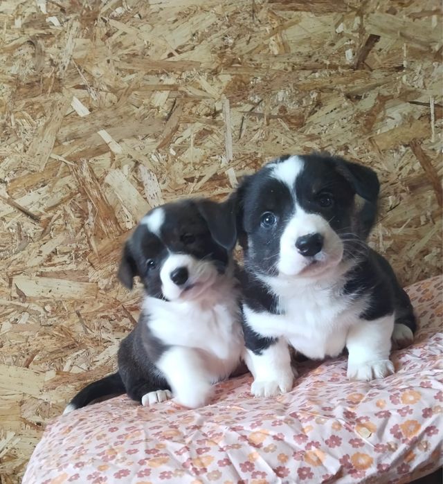 Щенки вельш корги кардиган