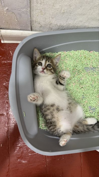 Котёнок в добрые руки