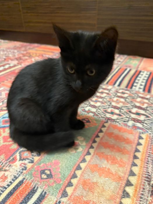 отдам котят в добрый руки