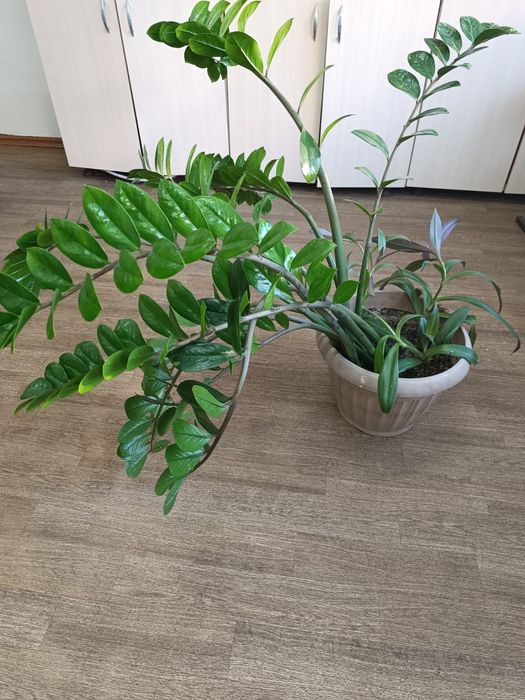 Цветы каждый стоит 50000 тг