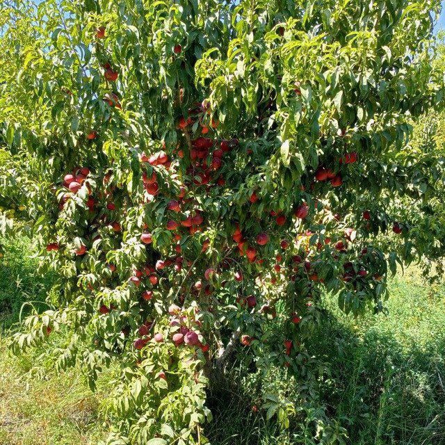 Шафтоли кучатлари сотувда