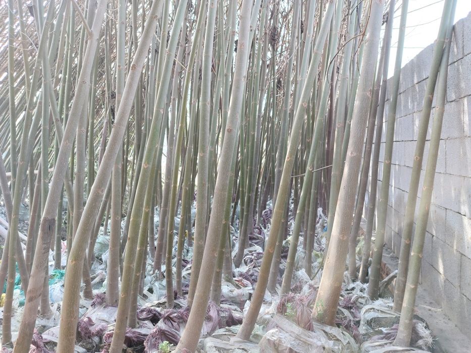 Павловния 2 йиллик шохлаган