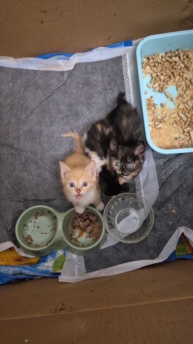 Дарю милых котят
