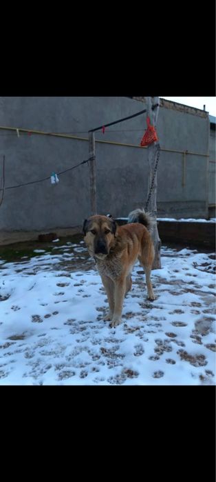 Ит сатылады бағасы келісімдіі