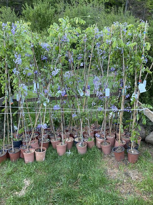 Glicină cățărătoare si plante