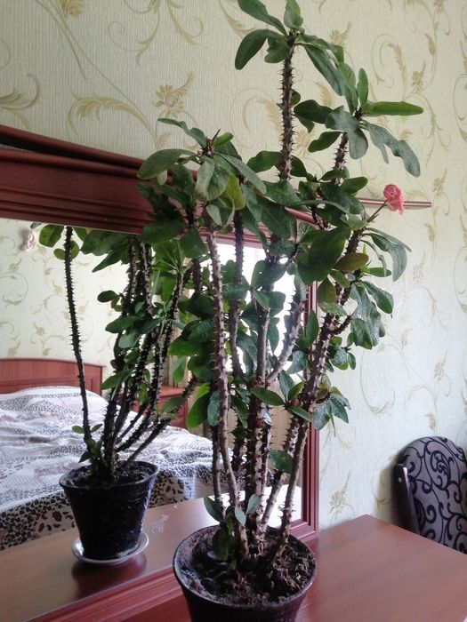 Малочай 1. метр.