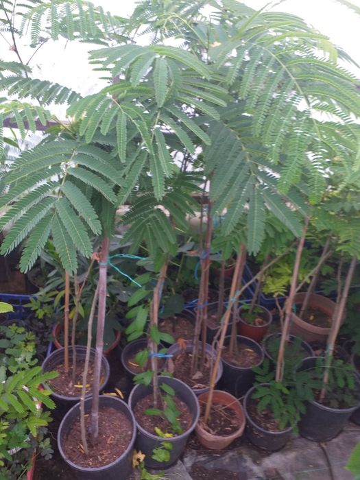 Vand puieti de arbori de mătase la ghiveci
