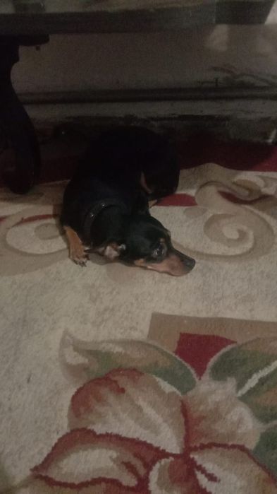 Пинчер вязка нужен кабель