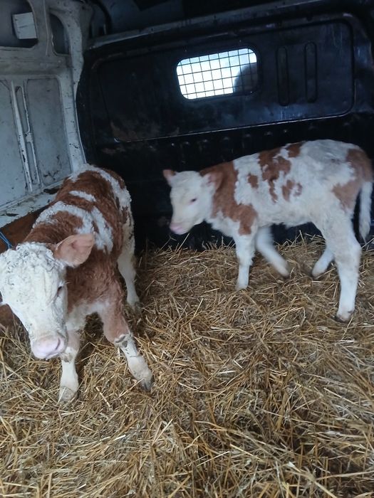 Vitei de vanzare iclanzel mures