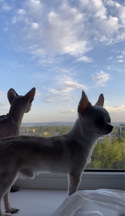 Ищем невесту для Чихуахуа