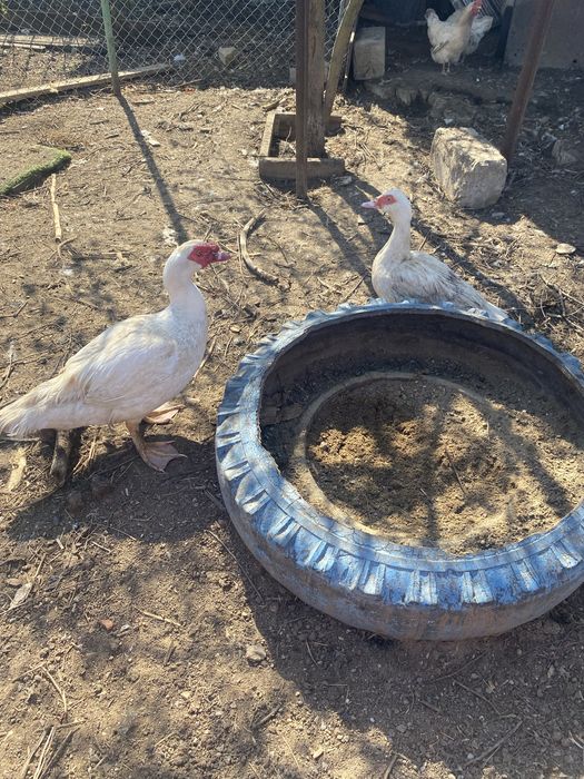 Продам домашних молодых индоуток