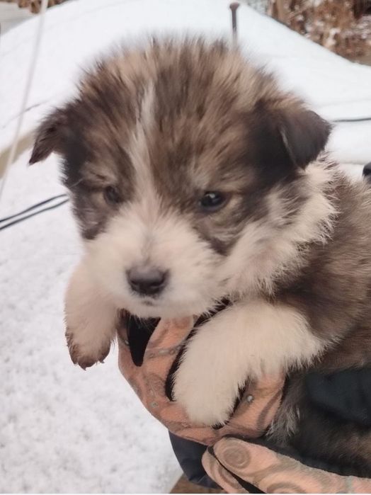 Отдам щенка в добрые руки