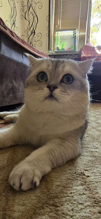 Не продаётся. Кот на вязку.