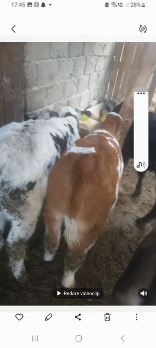 Vitei intarcati  baltat