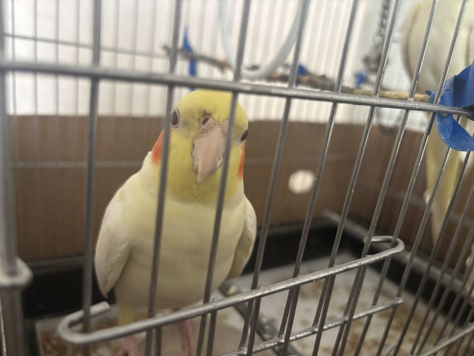 Попугай корелла с клеткой