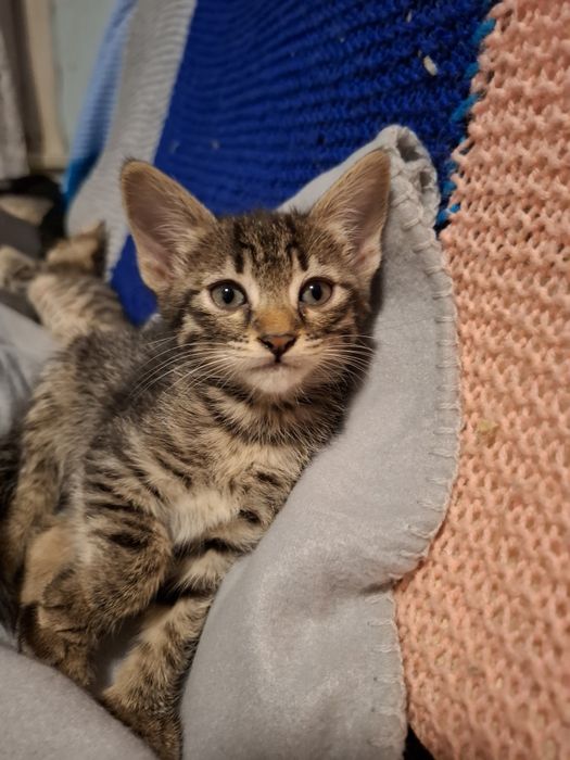 Симпатична и много нежна 4 месечна сладуранка