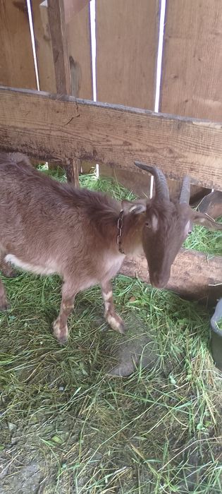 Vând capră cu 2 iezi la prima fătare
