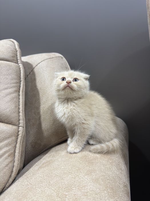 Шотландские вислоухие