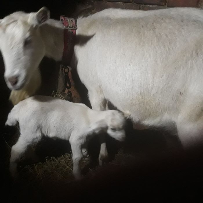 Vând  capră Sanen cu o ieduta