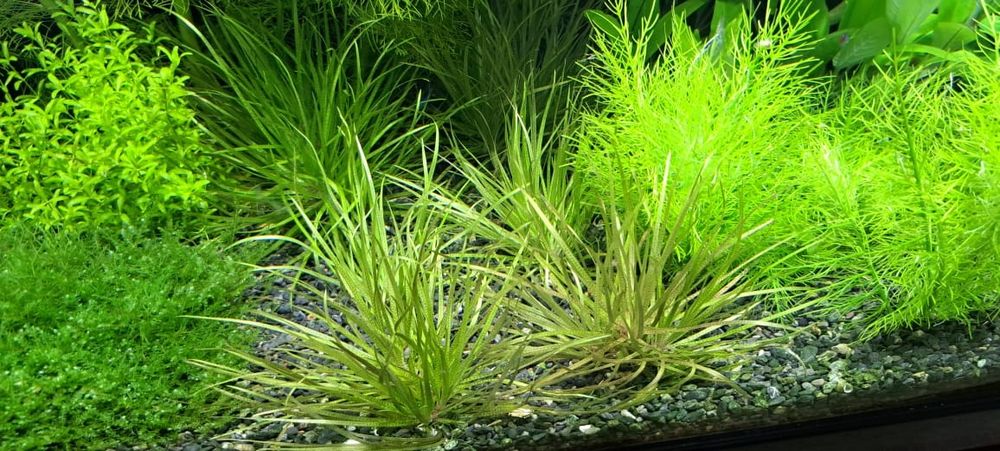 Продам аквариумные растения