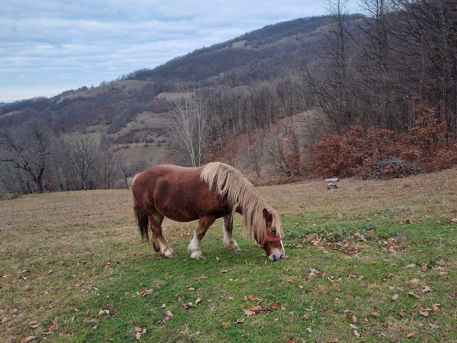 Vand iapa de 6ani gestanta