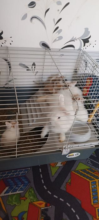 Iepuri pitici mini cap de leu si custi