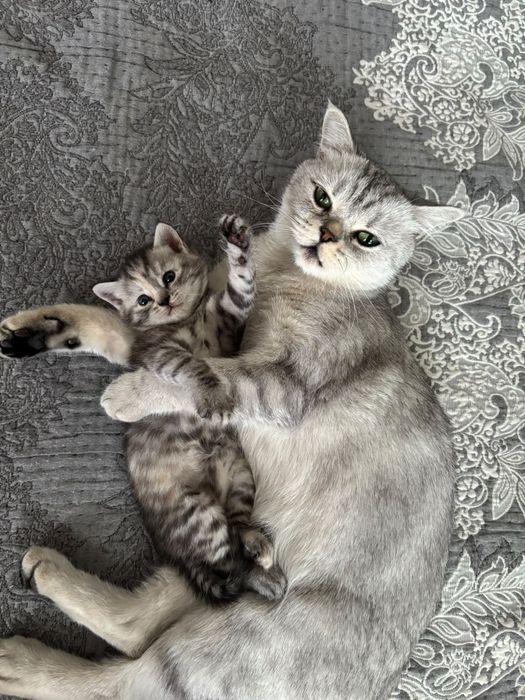 Отдам котёнка в заботливые руки