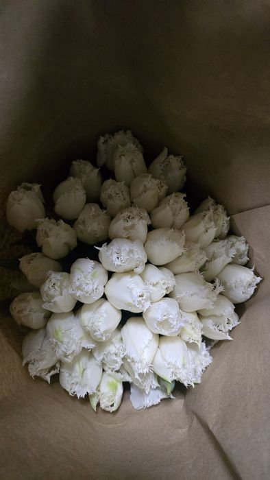 Тюльпаны ОПТОМ и розницу