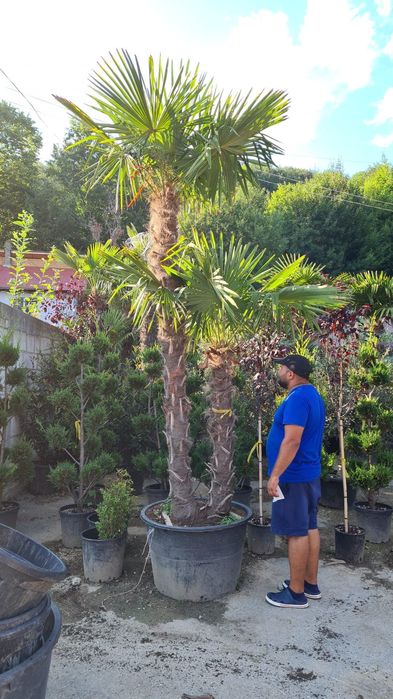 Vindem palmieri care rezista la îngheț