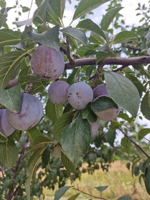 Vând prune pentru țuică...