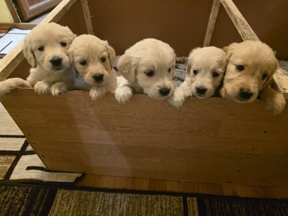 Бебета Голдън ретривър