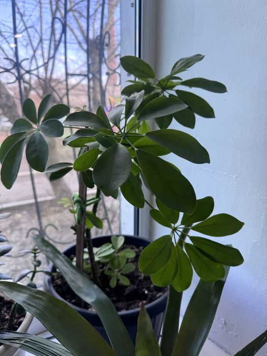 Замиакулькас долларовое дерево