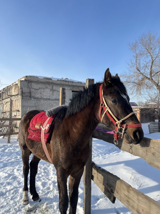 Құнан шгар сатылады