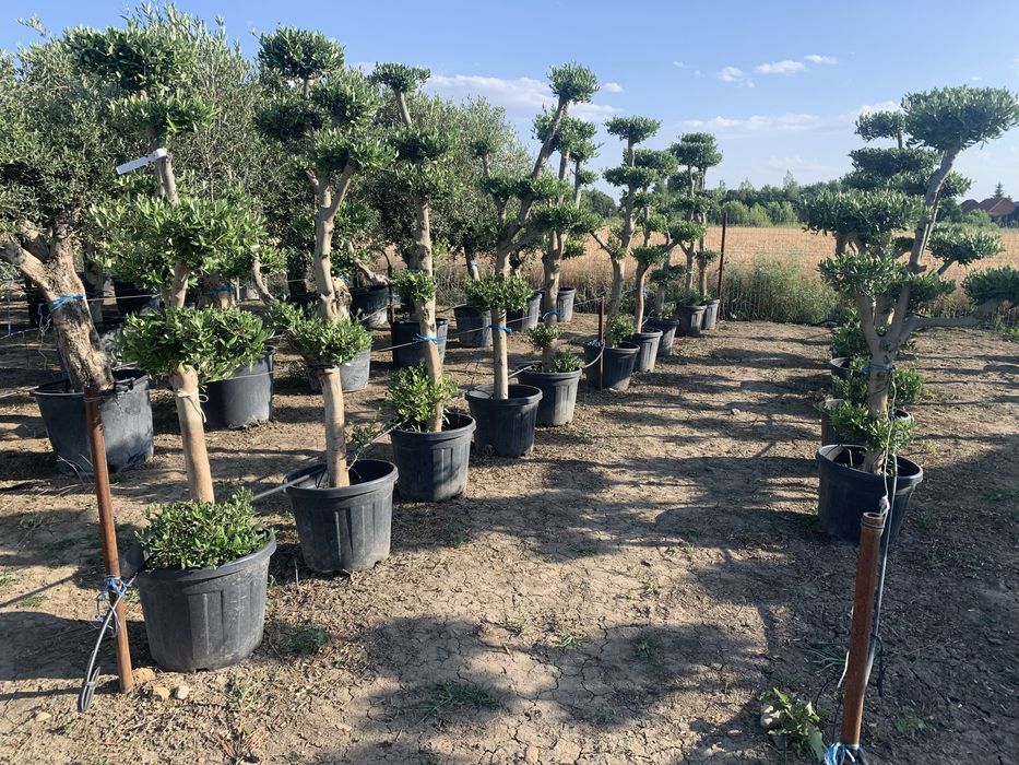 Maslin Bonsai in ghiveci