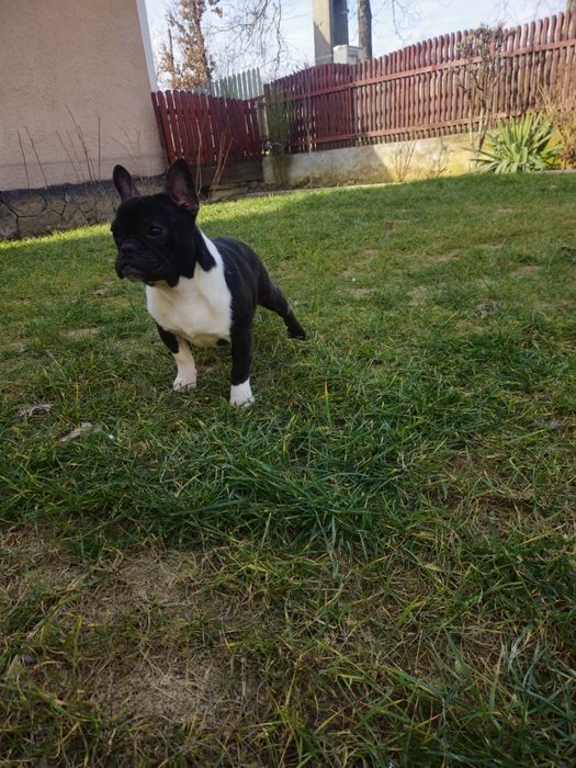 Femelă Bulldog Francez
