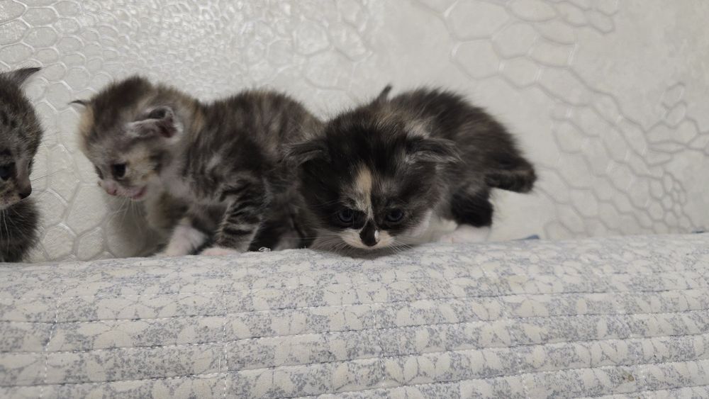 Продам котят, пока только бронь