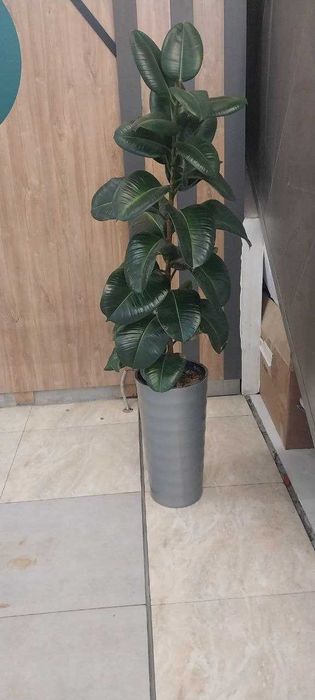 Продается большой фикус
