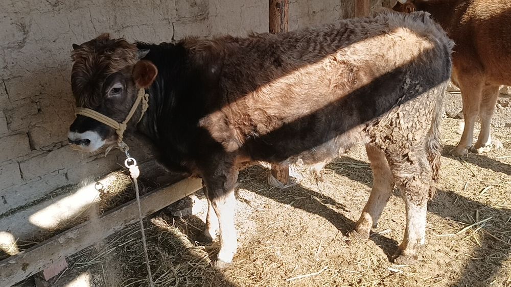 Үйде бидай жеп тұрған бучок