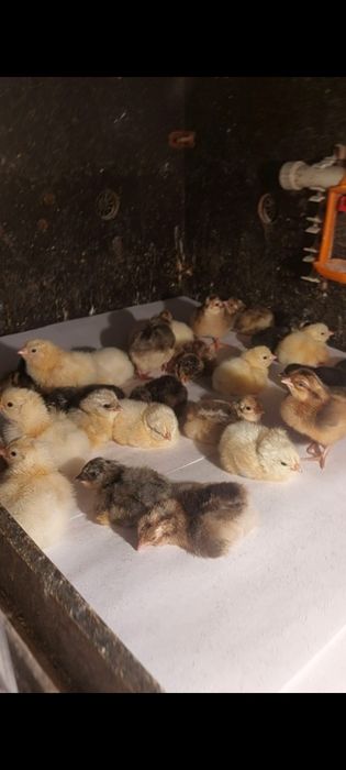 Крупная-Серая гусята