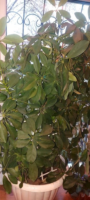 Шеффлера в вазоне