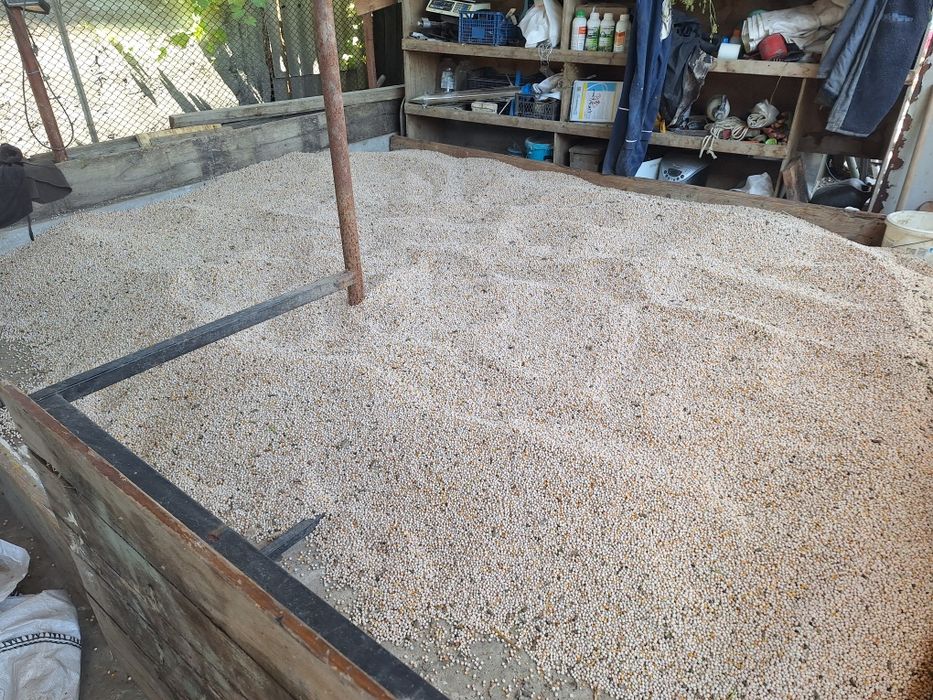 Mazare furajera 2025