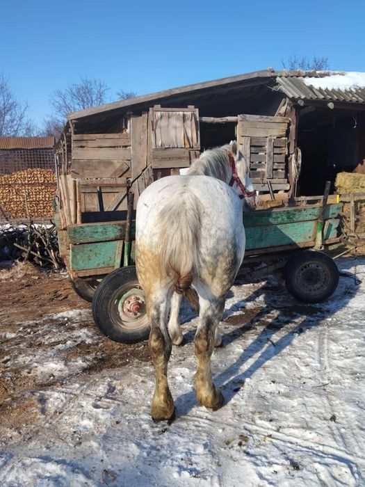 Vând iapă cuminte sau fac unele schimburi