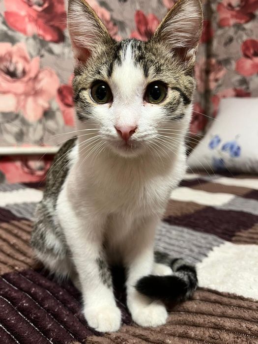 Котенок мальчик в добрые руки