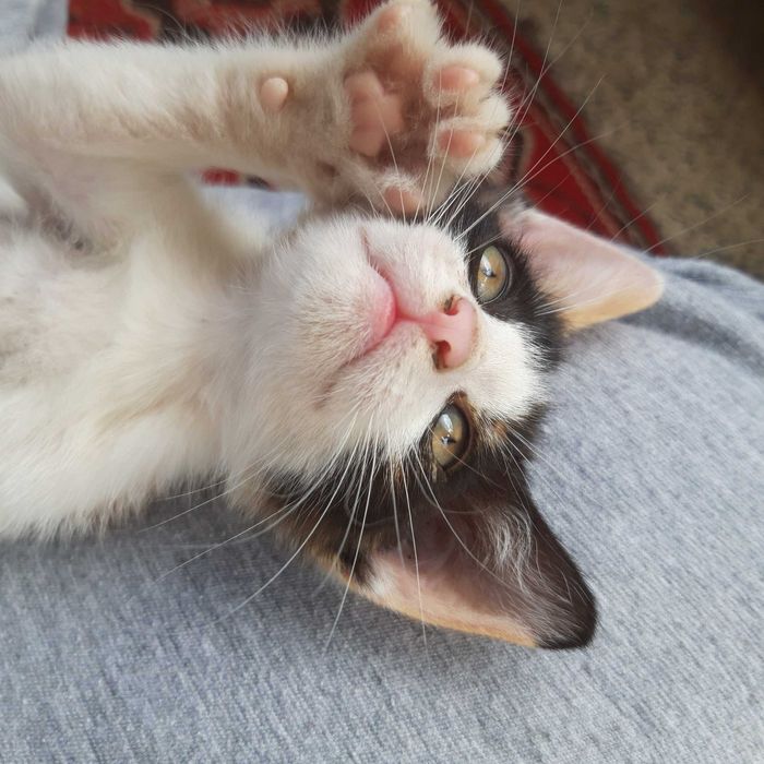 Подарявам котенца