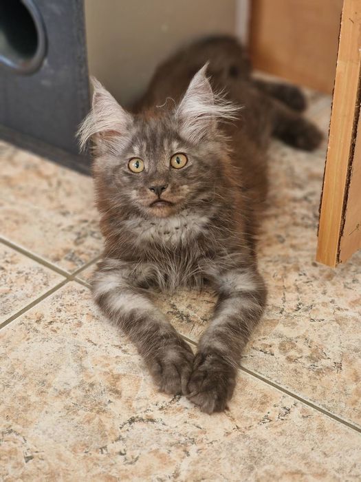 Котенце Мейн Куун