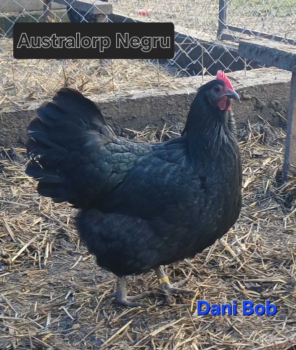 Oua de incubat / puisori de gaina rasa Australorp & Wyandotte